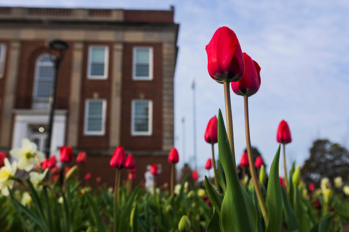 Tulips in front of ASH and Roskens Hall