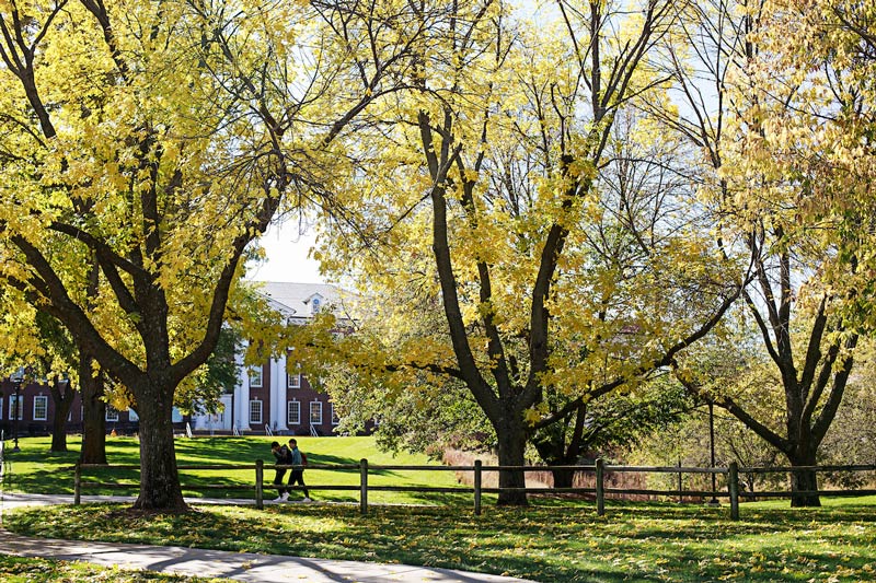 Photo of campus trees  in the early fall