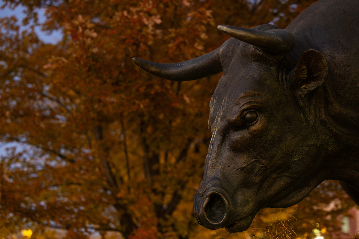Close-up of a bronze bull statue with fall-colored trees in the background at dusk.