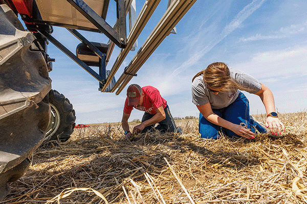students work in a cornfield