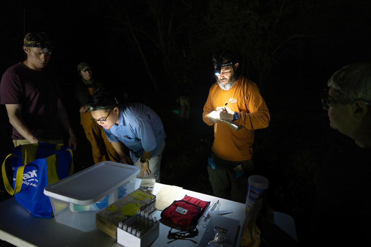 Researchers wearing head lamps survey bats.