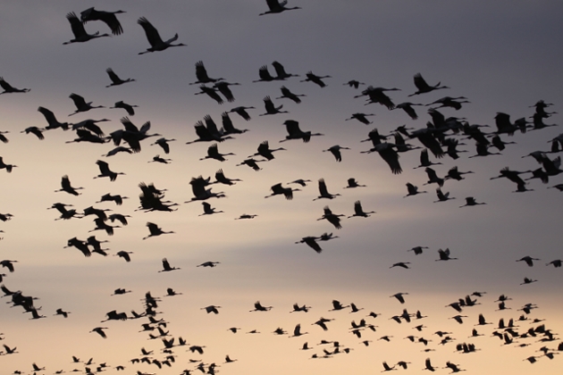 sandhill cranes