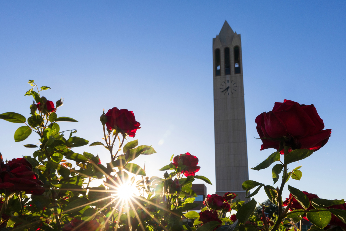 The tan campanile is in front of red roses, and has a blue sky in the background. 