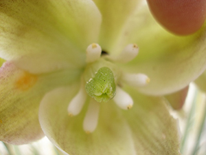 The flower's inner petals.