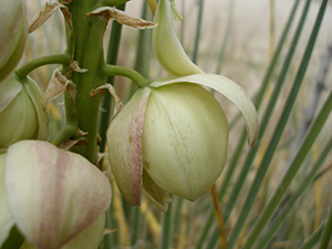 A whitish-pink flower.