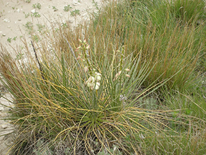 The plant and the long green grasses that surround it.