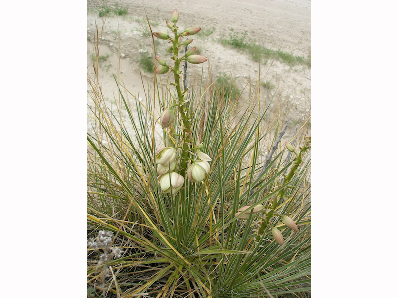 A long, green plant with white buds.