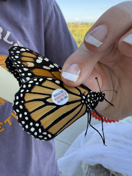 Close-up of a monarch butterfly with an identification sticker on its wing, held gently between someone’s fingers outdoors.