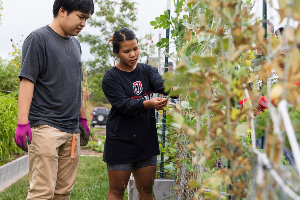 Two people pick beans off a garden trellis