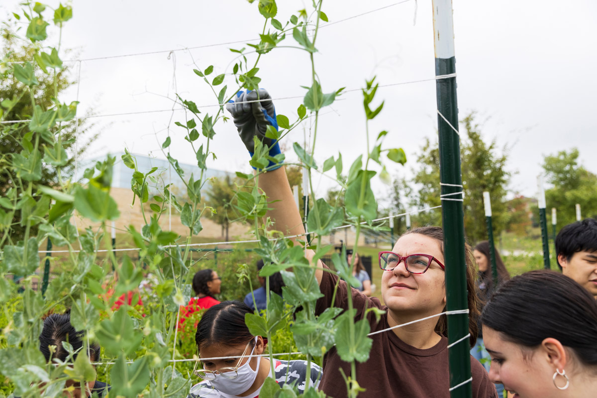 A shot through a garden trellis shows a woman reaching up to pick peas.