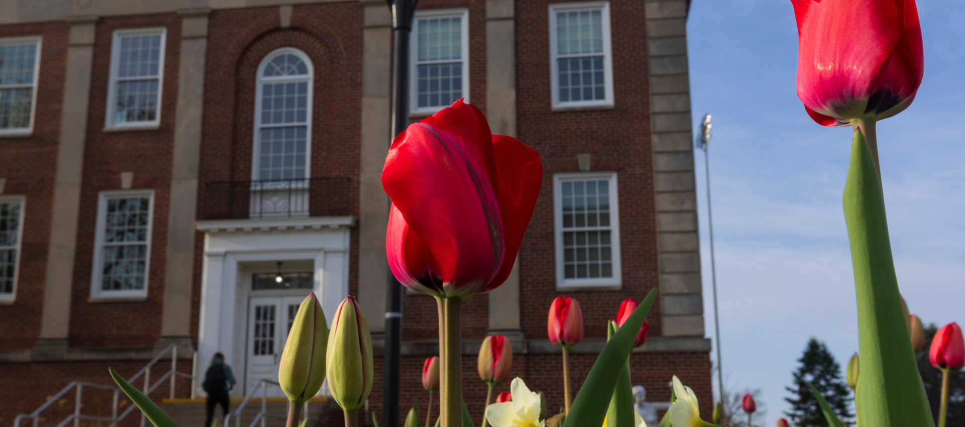 Flowers blossoming by Arts & Sciences Hall. 