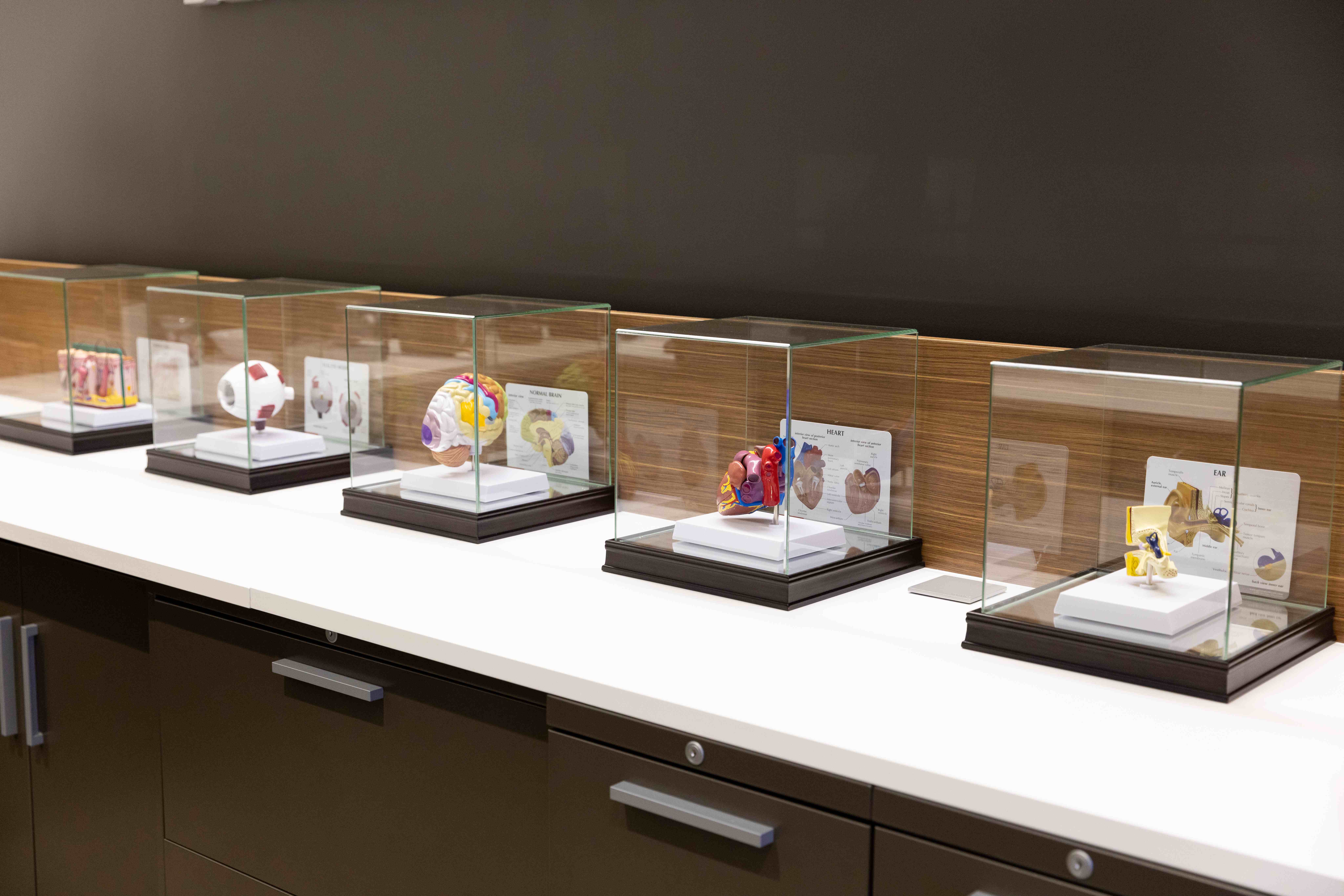 Set of five display cases with different sensory parts of the human body.