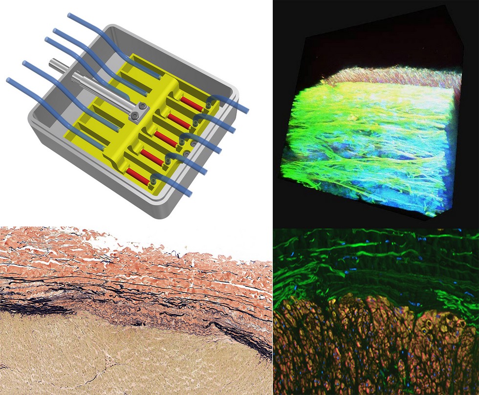 cellular-mechanobiology.jpg