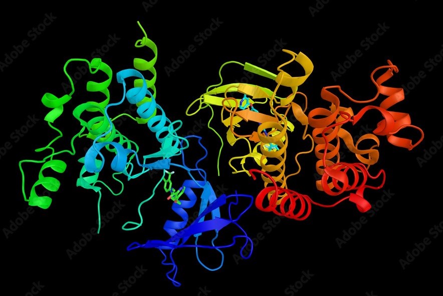 This is a 3D ribbon diagram of a protein structure against a black background. The protein is depicted in a rainbow of colors, ranging from blue at one end to red at the other, indicating the sequence from the N-terminus to the C-terminus. The secondary structures of the protein are highlighted: alpha helices are shown as coiled ribbons, beta strands as arrows, and loops or turns as lines or ropes. The vivid colors not only make different sections distinguishable but also add an educational and engaging aspect to the image. The presence of small, stick-like structures may represent the binding of ligands or other important molecules to the active sites of the protein.