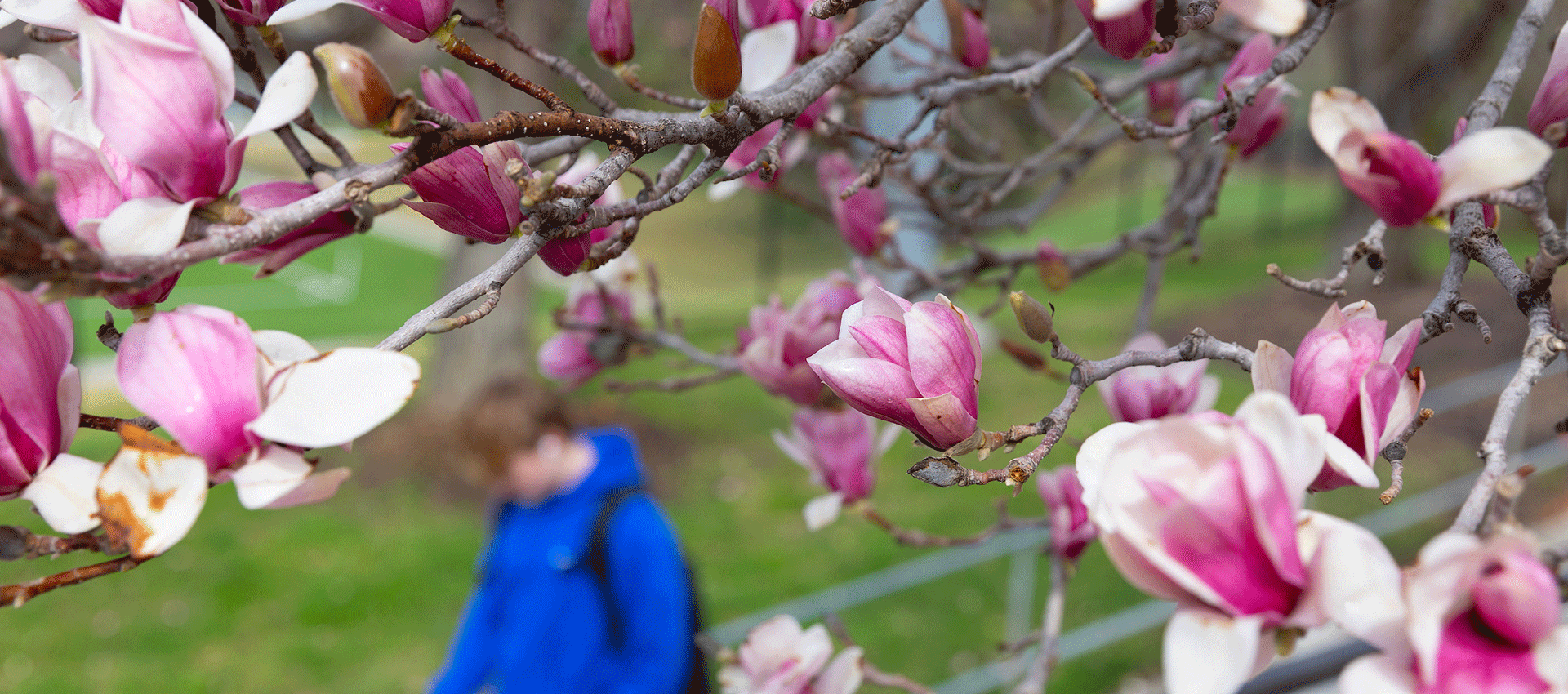 Close-up of vibrant pink and white magnolia blossoms on tree branches, with a softly blurred figure in a blue jacket walking along a green lawn in the background.