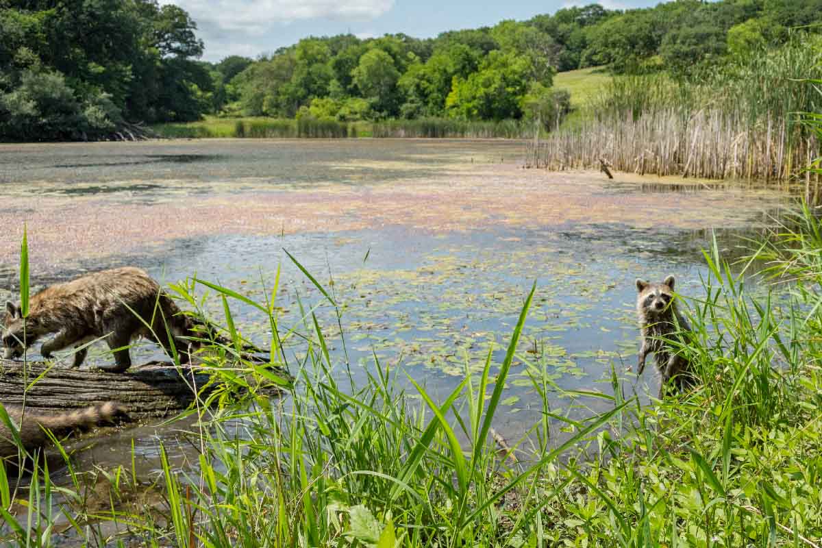 two raccoons in a grassy creek area