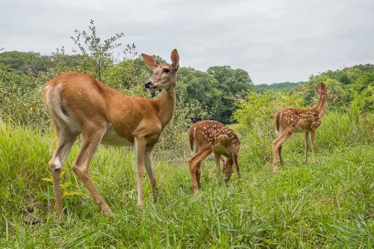 three deer in a grassy area