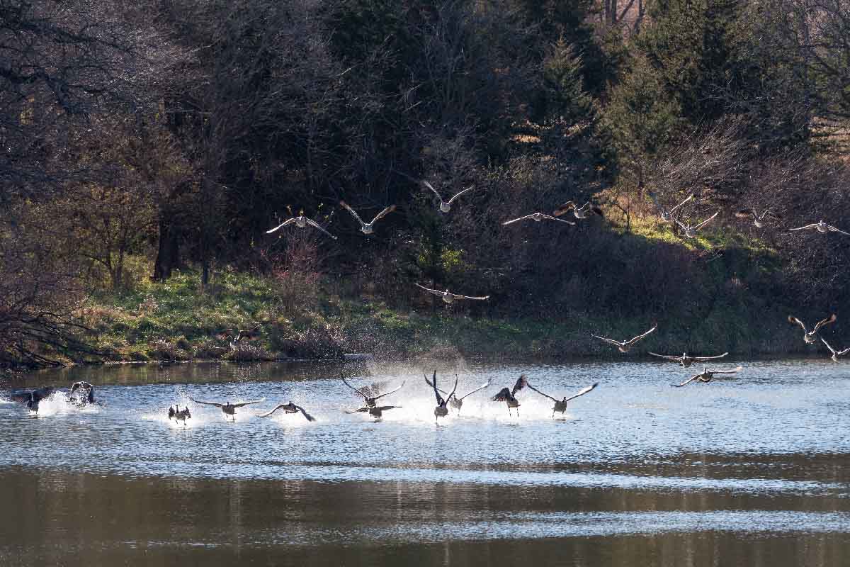 many ducks on a lake, some are flying above the water and some are in the water