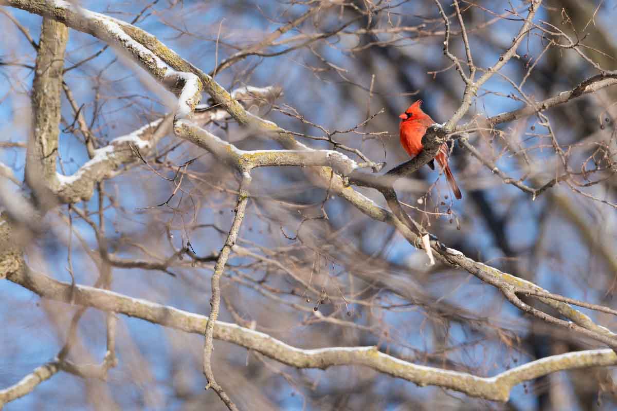 a cardinal perched on a tree branch