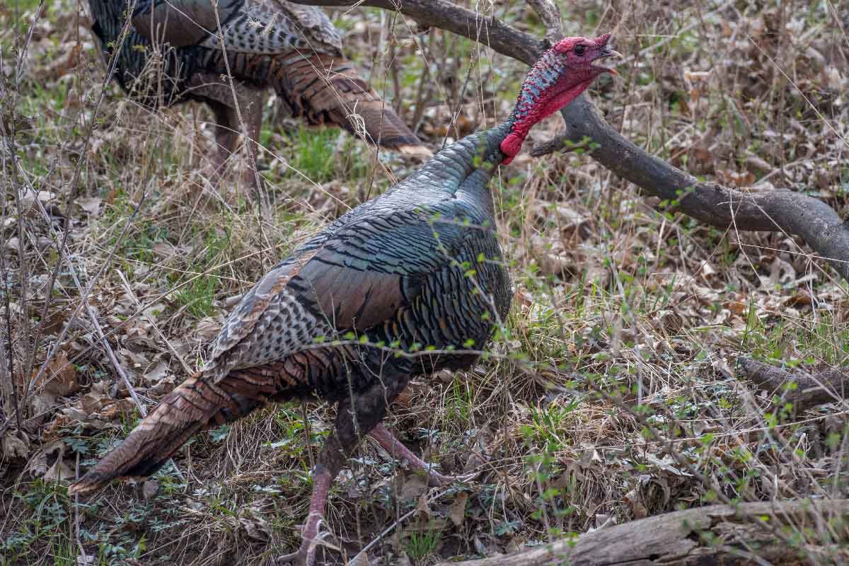 a turkey in the grass with trees and branches by it