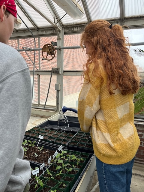 a girl used watering can in the UNO greenhouse to help start seedlings that have just been planted