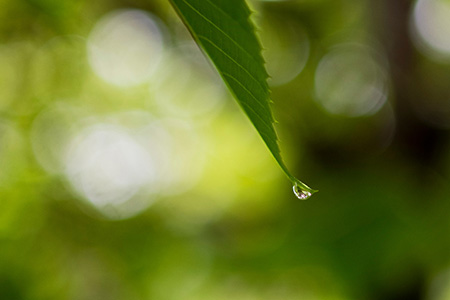 Raindrops collect on a leaf at UNO