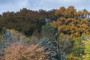 tree tops on campus