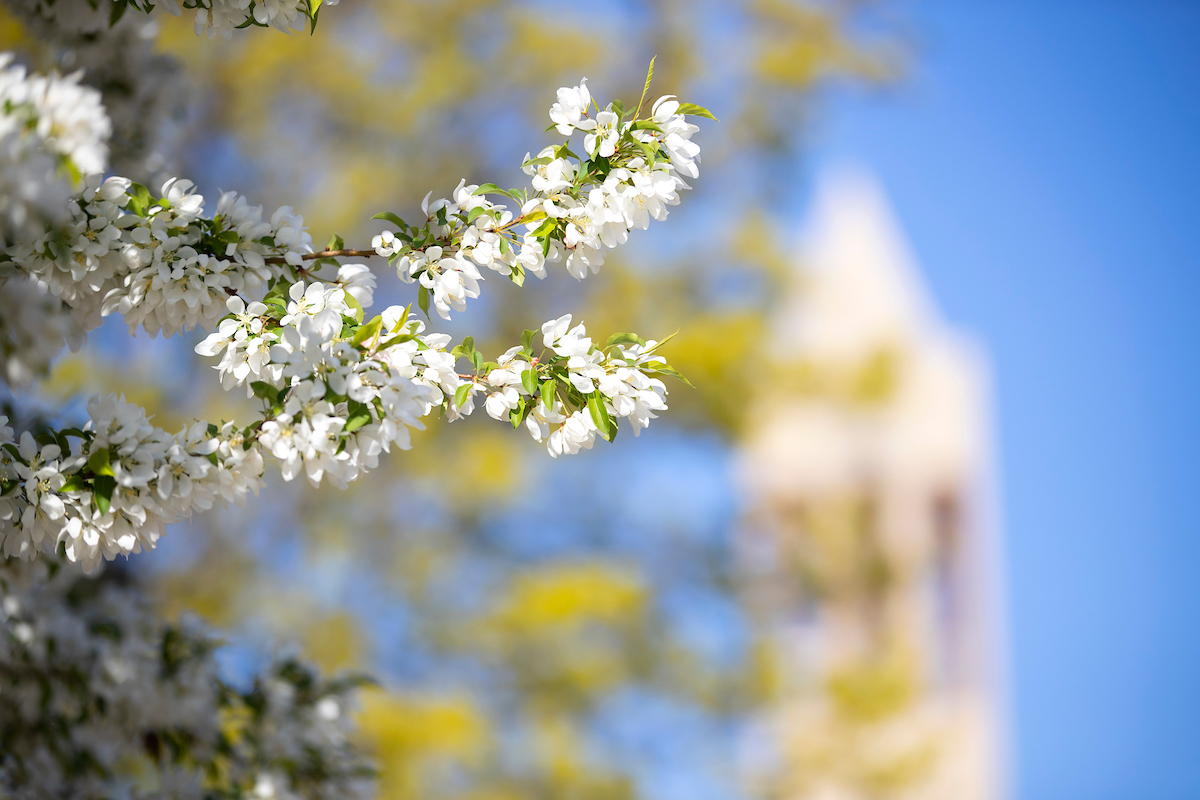 buds of white flowers on a branch in the foreground with a blue sky in the background the UNO campanile blurred in the background