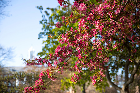 flowers on campus