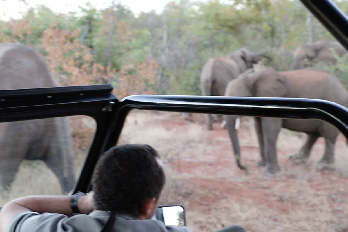 A safari guide provides an animal tour from a jeep