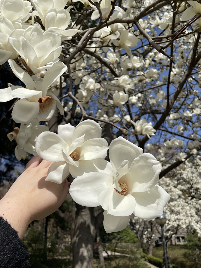 Pear blossom blooms