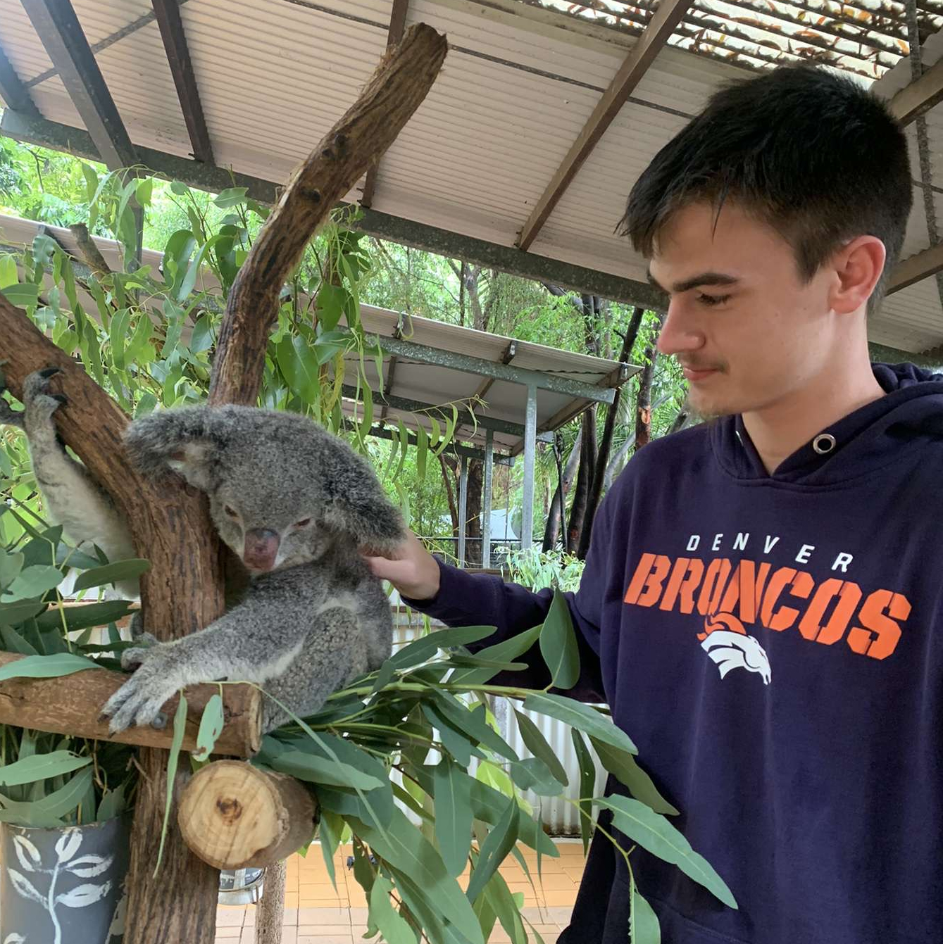 Student petting koala in Australia