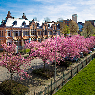 Pink flowering trees line a walkway in front of a brick building at Ghent University.