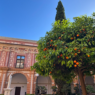 An orange tree in front of a coral colored stone building.