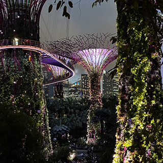 Garden of trees covered in electric lights at night.