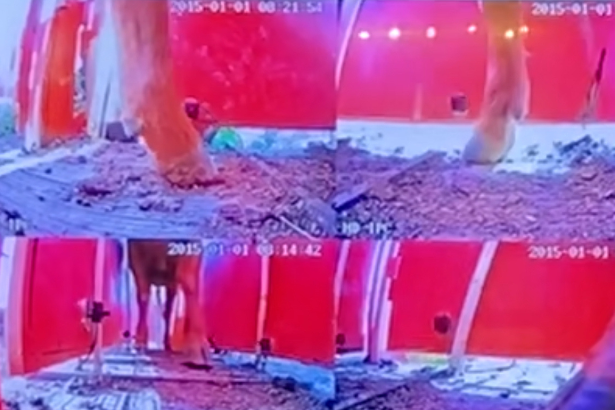 Four photos showing photos of cattle hooves that are then 3D scanned.