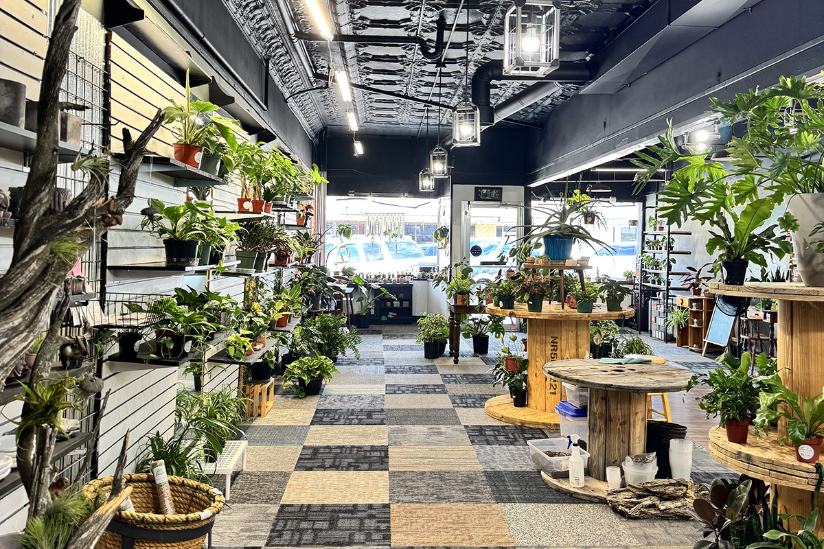 Interior of a plant shop with shelves and wooden display tables filled with a variety of houseplants. Large windows at the front let in natural light, while hanging lantern-style fixtures illuminate the open space with a checkered carpet and dark ceiling.
