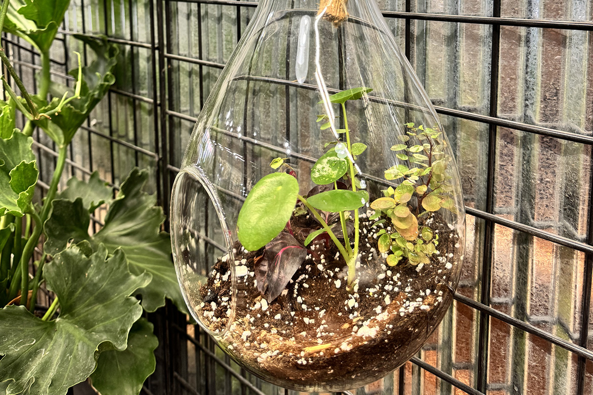 Close-up of a teardrop-shaped hanging glass terrarium containing several small green and burgundy plants growing in soil. The terrarium hangs in front of a black metal grid, surrounded by leafy houseplants.