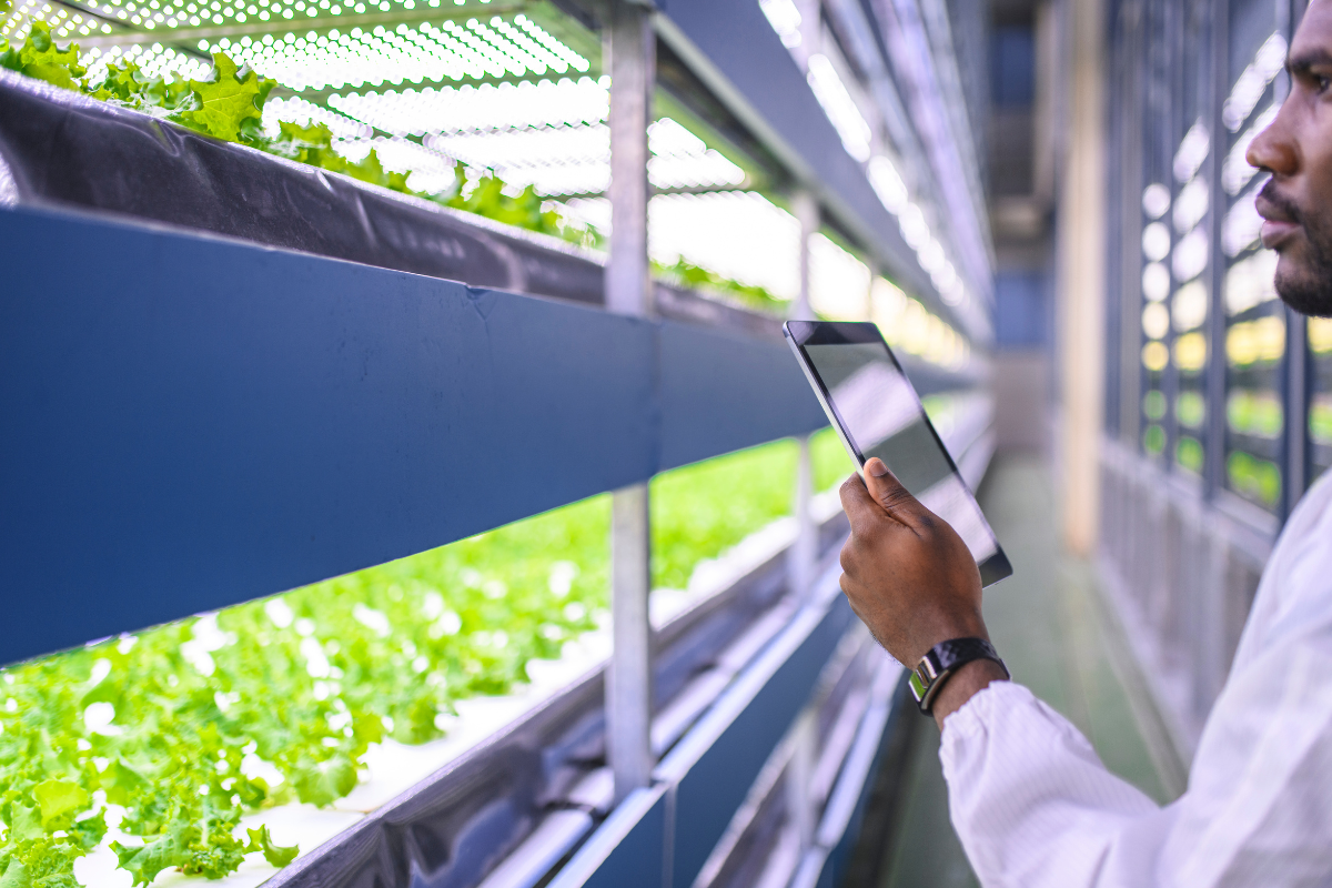 man in lab looking at plants and entering data in iPad 