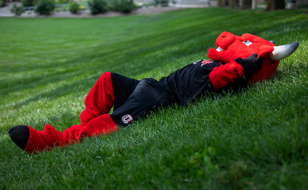 durango laying down and relaxing in the pep bowl.