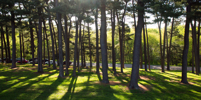 Elmwood Park trees