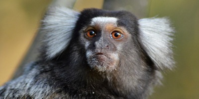 Marmoset