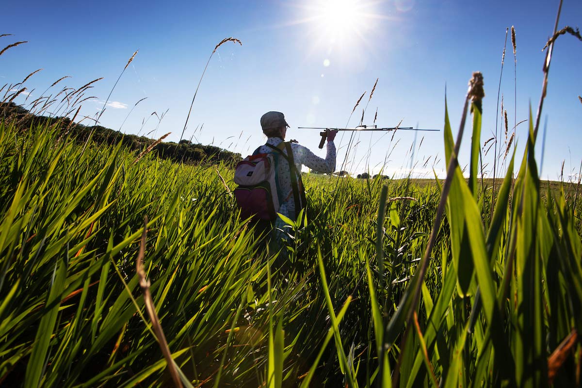 Tracy Coleman radio-tracking fox snakes at the Glacier Creek Preserve