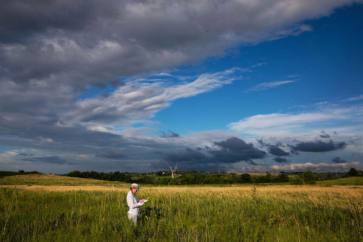 Tracy Coleman radio-tracking fox snakes at the Glacier Creek Preserve