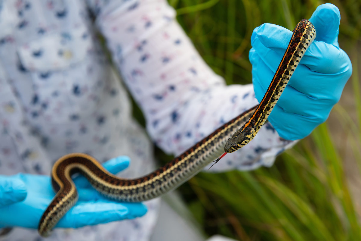 Tracy Coleman radio-tracking fox snakes at the Glacier Creek Preserve