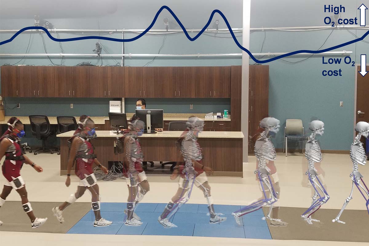 Estimation of the metabolic cost of different phases of the gait cycle from previous musculoskeletal simulation research at the University of Nebraska Omaha. The visualization shows spikes in oxygen cost as the foot taking a step forward plants on the ground and again as it pushes forward.