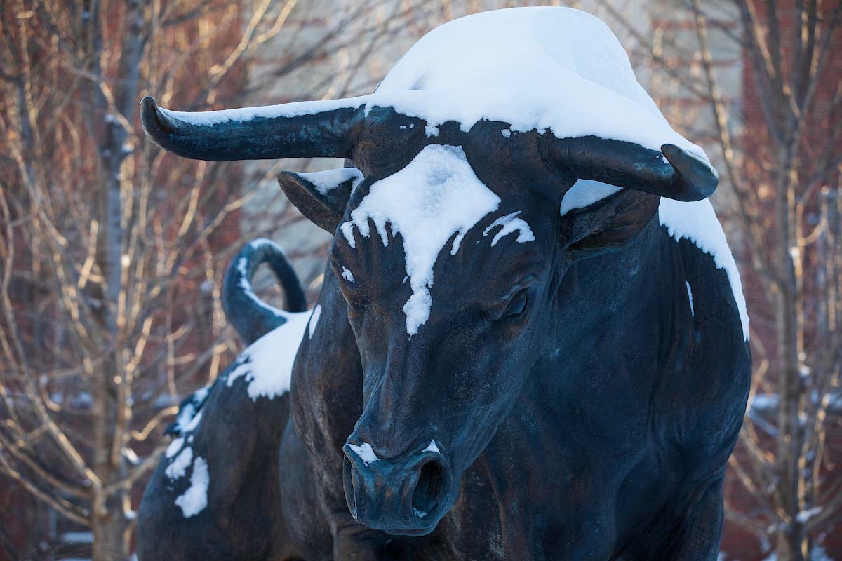 Snow rests atop the head of the Maverick Monument outside the Health and Kinesiology building on-campus.