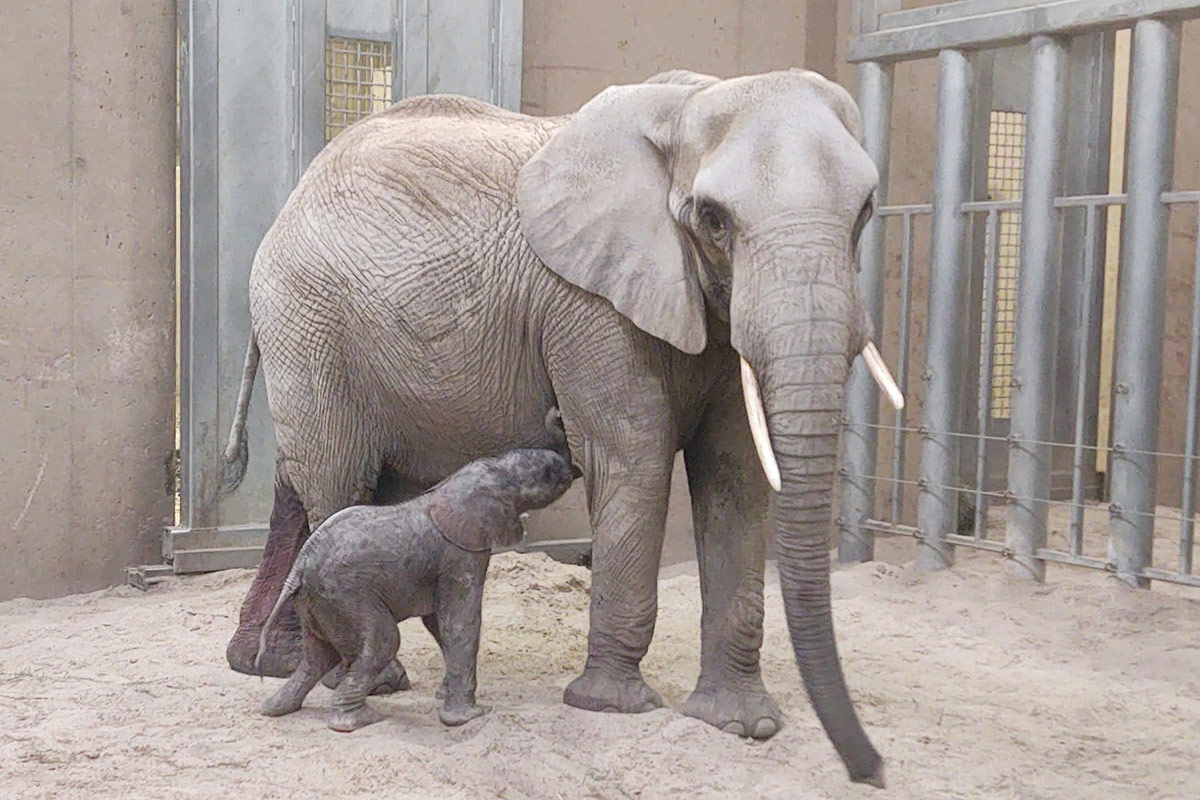 Henry Doorly Zoo and Aquarium new elephant and mother
