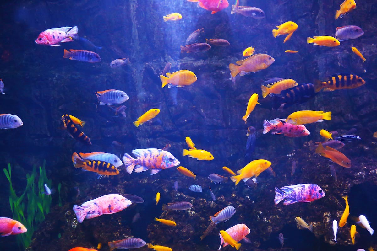 Exotic freshwater fish in an aquarium. 