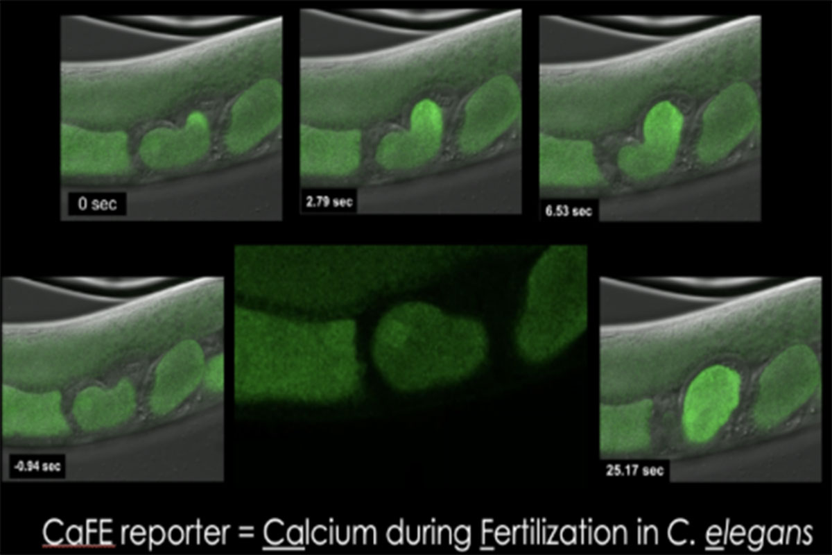 Green dots indicate the fertizilation process